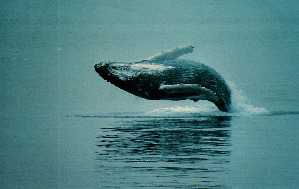 Cape Cod, Whale Watching (USA)