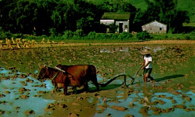 New Territories, Farmer working with his ox