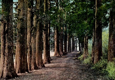 Avenue of Cedar Trees
