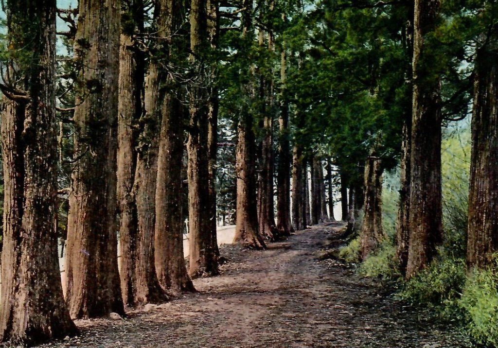 Avenue of Cedar Trees (Japan)