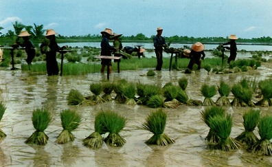 Nakorn Chaisri, Uproot rice seedlings