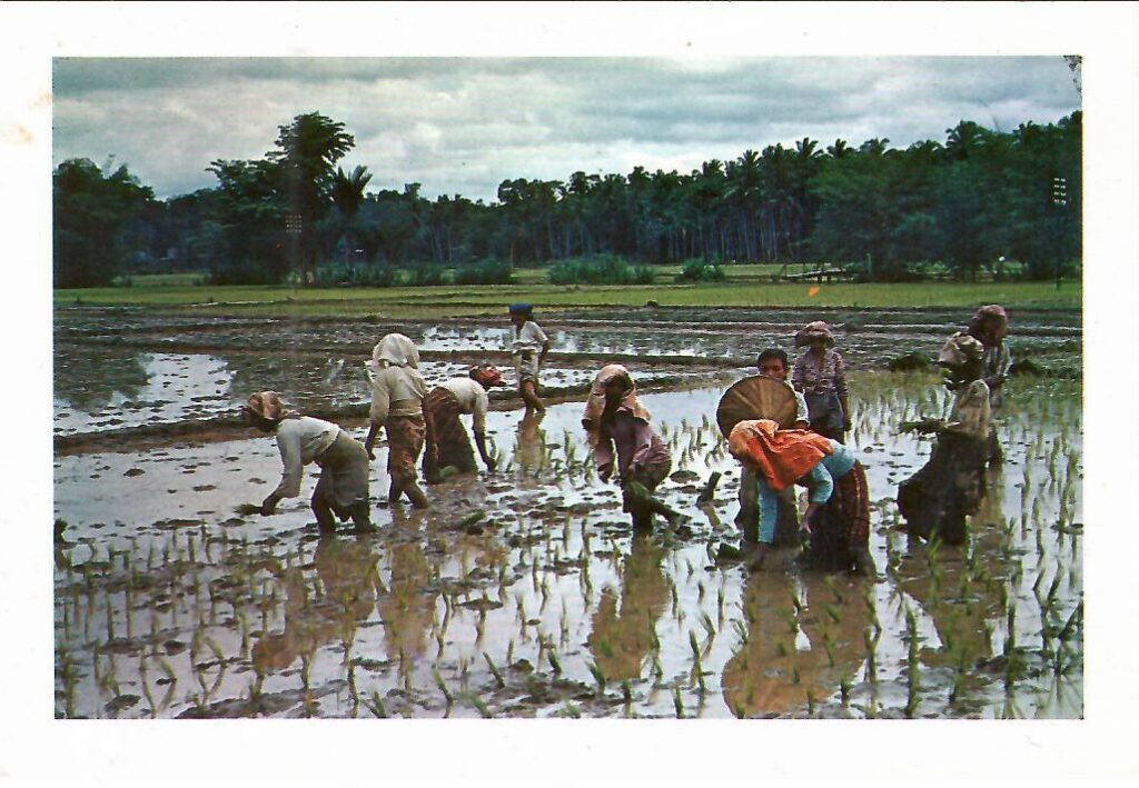 Planting Rice (Malaya)