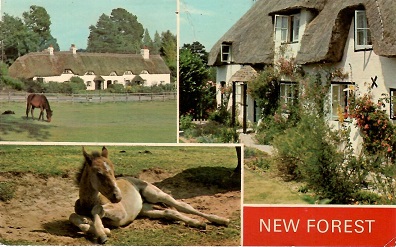 New Forest, multiple views