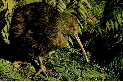 Kiwi