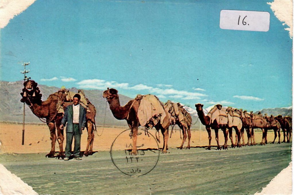 A Camel – Line