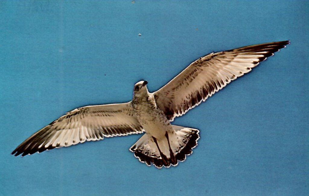 Seagull (Canada)