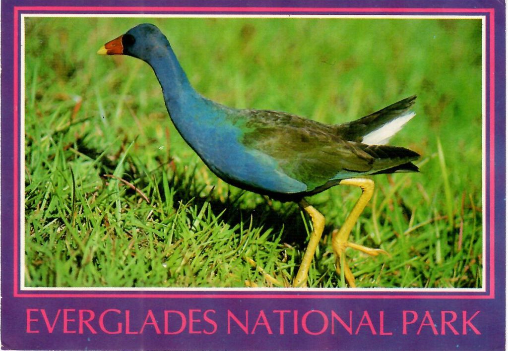Everglades National Park – Purple Gallinule (Florida, USA)