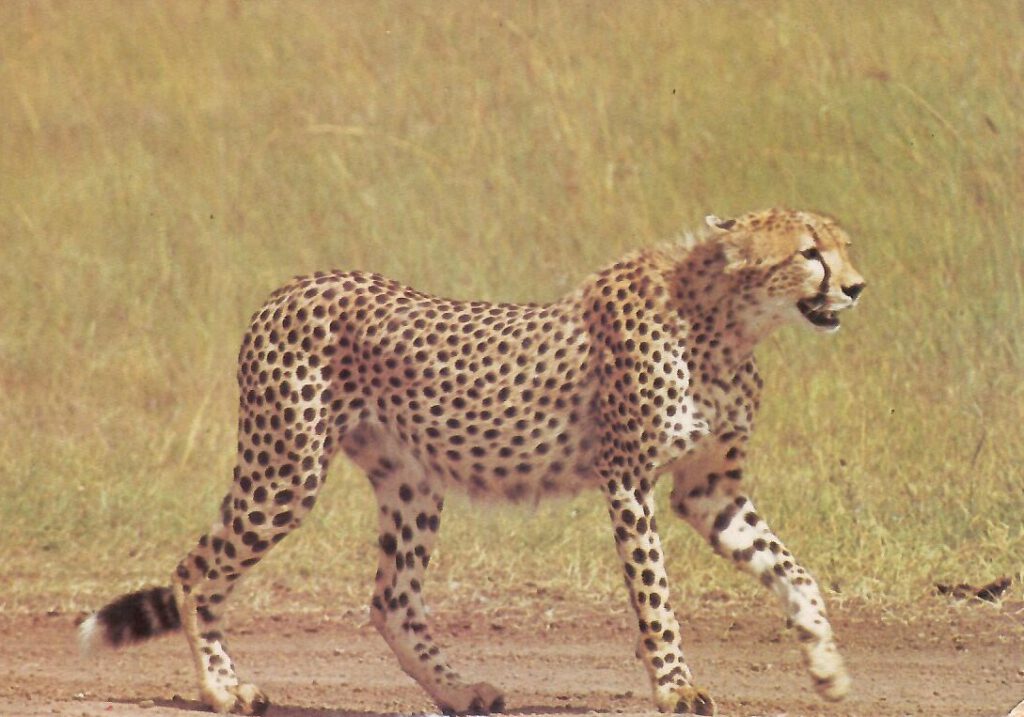Cheetah (Kenya)