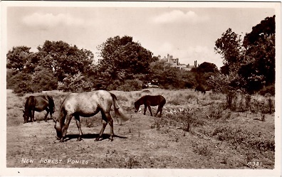 New Forest, Ponies