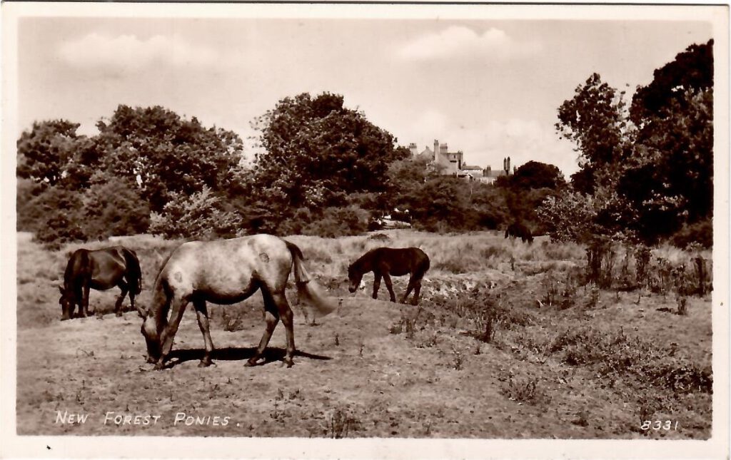 New Forest, Ponies (England)