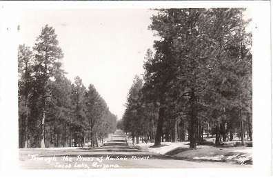 Jacob Lake, Pines of Kaibab Forest