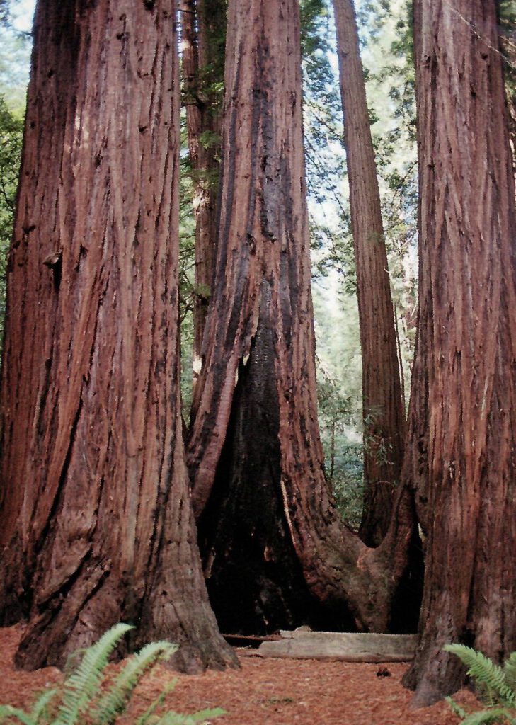 Majestic Redwoods (California)