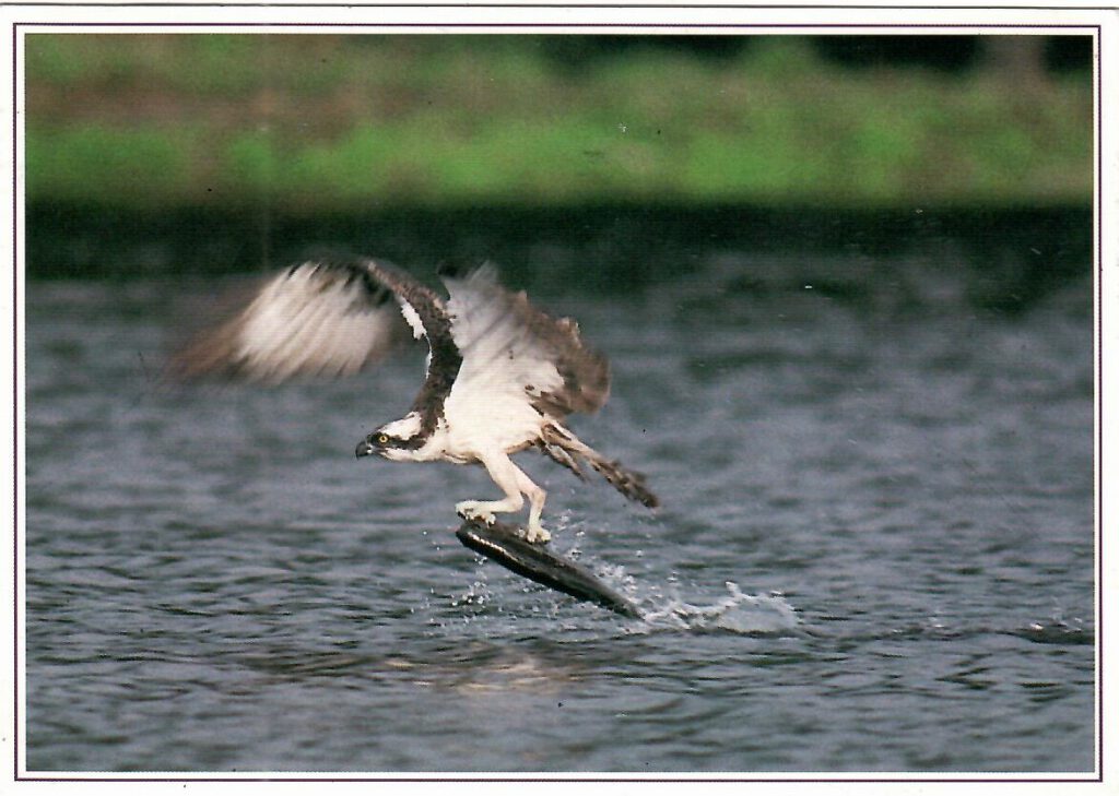 Osprey (Scotland)