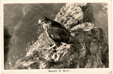 St. Davids, Buzzard