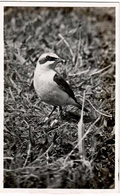 Skokholm Island, Adult Wheatear at nest