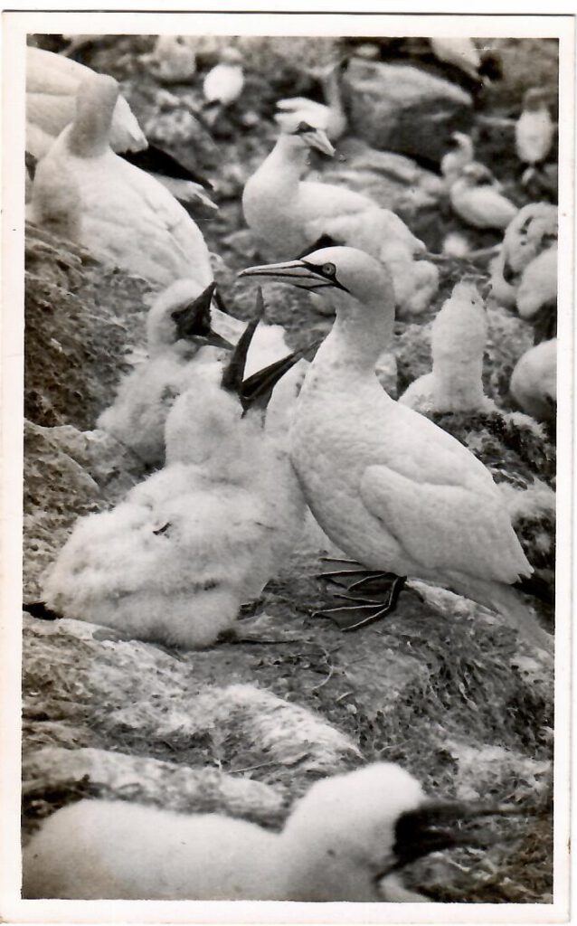 Skokholm Island, Adult and Nesting Gannet (Wales)