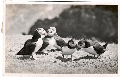 Skokholm Island, Puffins “billing” in Crab Bay