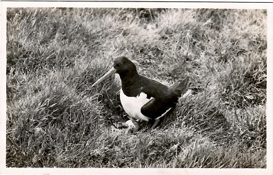 Skokholm Island, Adult Oystercatcher with nestling and egg