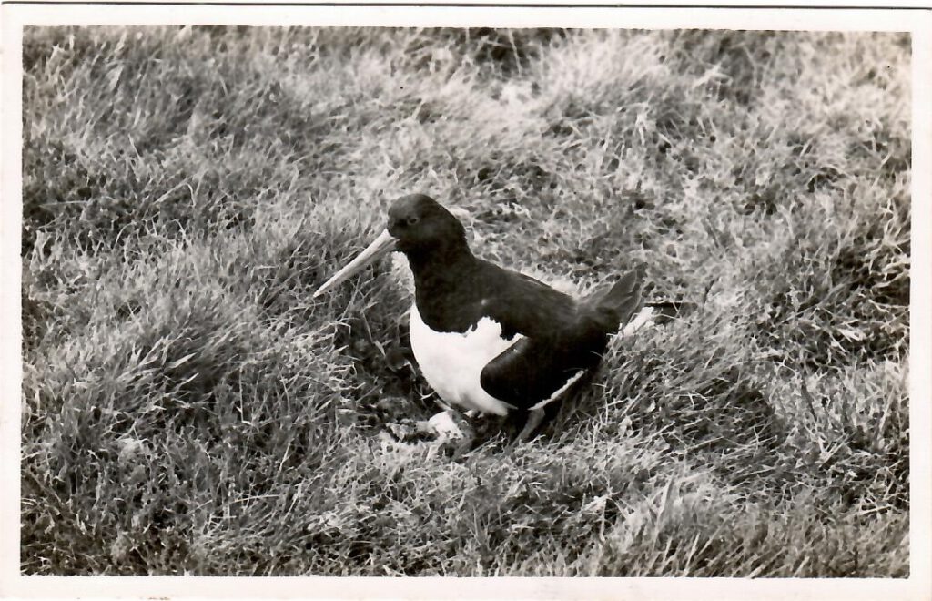 Skokholm Island, Adult Oystercatcher with nestling and egg (Wales)