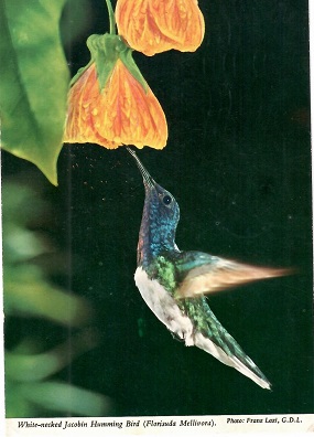 White-necked Jacobin Humming Bird