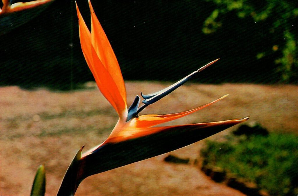 Crane Flower (South Africa)