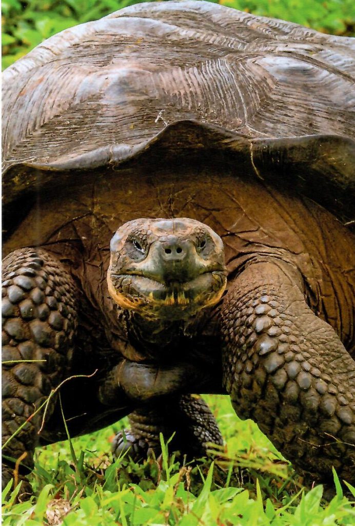 Galapagos Giant Tortoise (Ecuador)