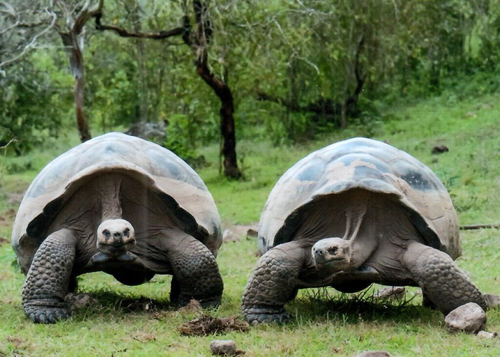 Giant Tortoise (Ecuador)