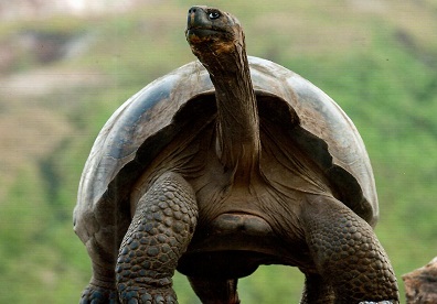 Tortuga Gigante (Giant Tortoise)