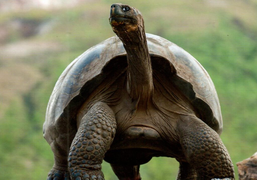 Tortuga Gigante (Giant Tortoise) (Ecuador)