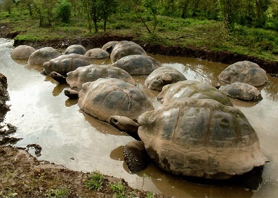 Group of Giant Tortoises