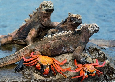 Galapagos, Sally-Lightfoot Crabs and Marine Iguanas