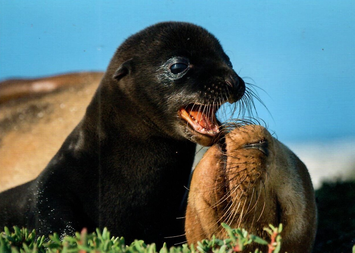 Galapagos Sea Lion (Ecuador)