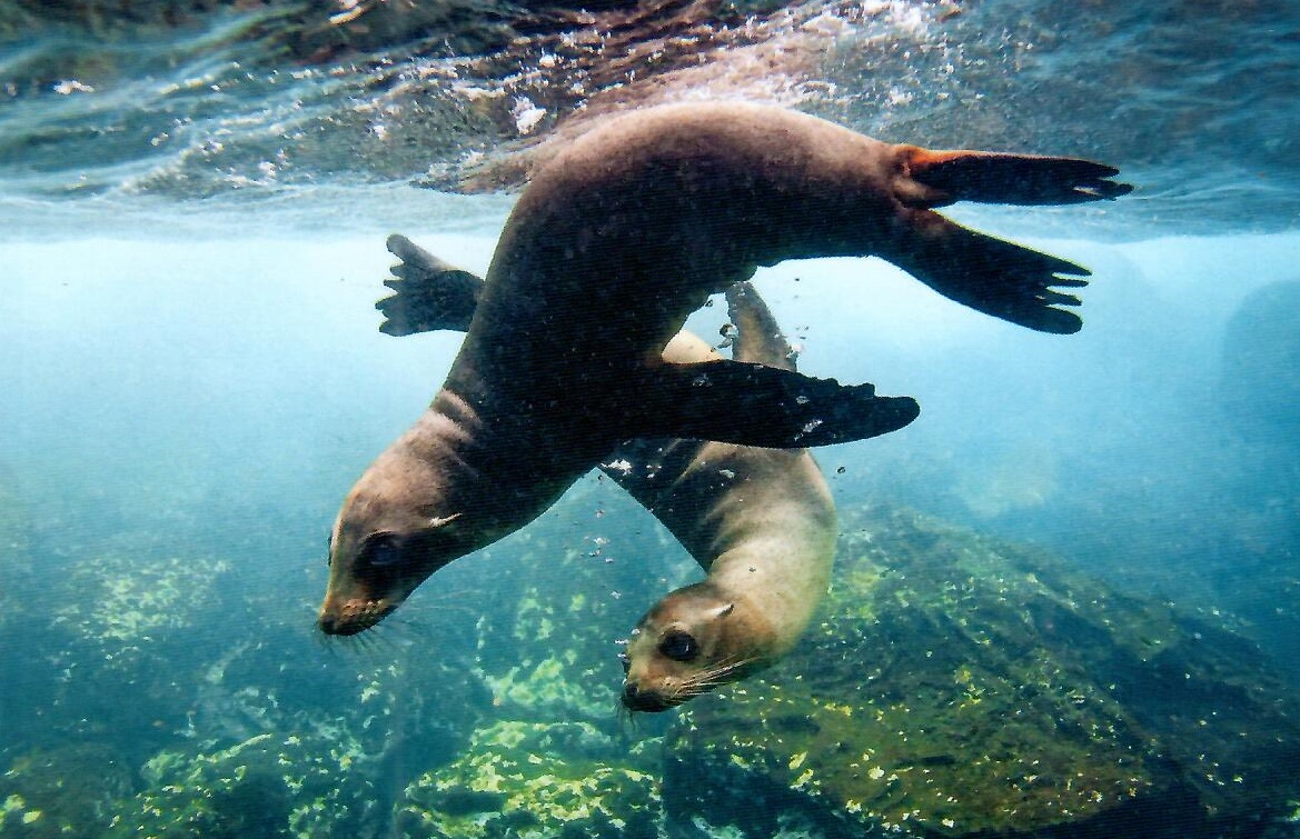 Young Galapagos Sea Lions (Ecuador)