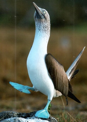 Galapagos, Blue-footed Booby
