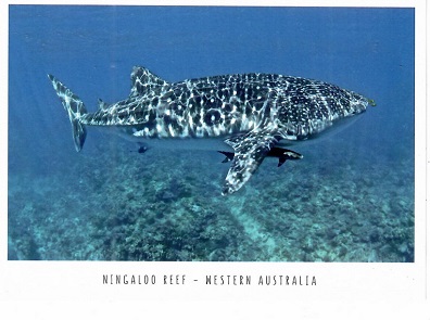 Ningaloo Reef, Whale Shark