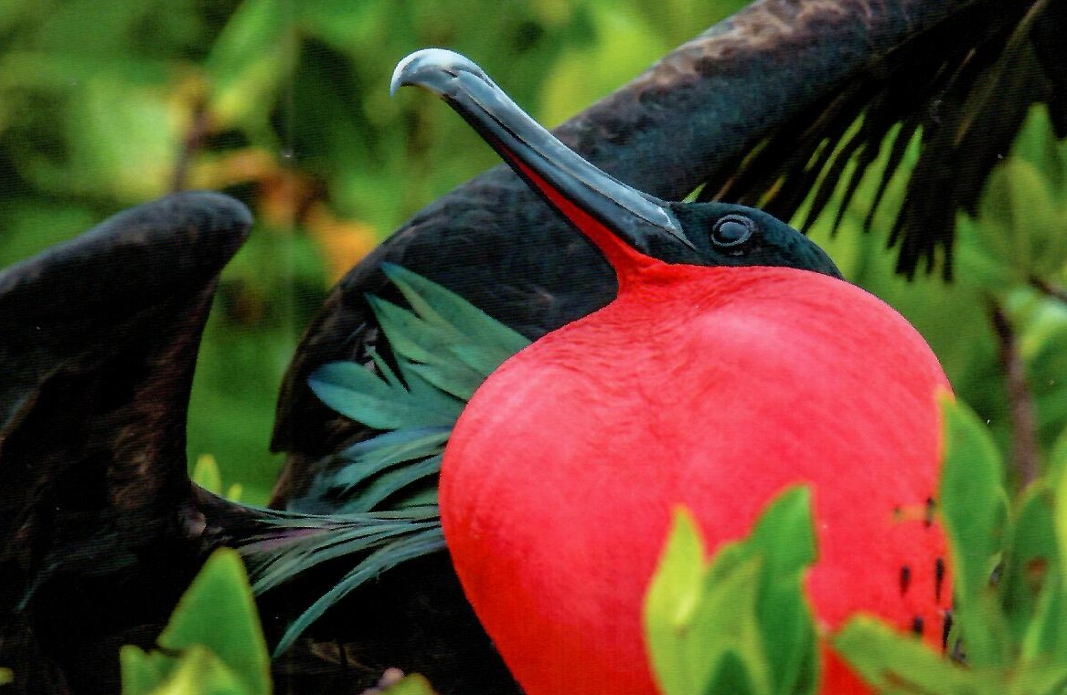 Frigatebird