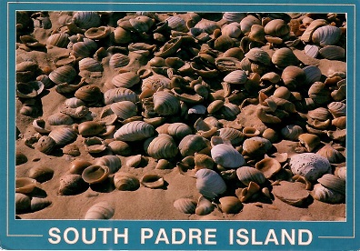 South Padre Island, shells (Texas, USA)