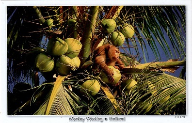 Monkey Working (Thailand)