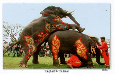 Elephants (Thailand)