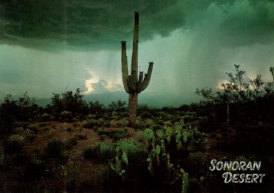 Sonoran Desert, Saguaro Cactus