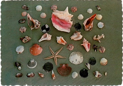 Beautiful Sea Shells (Texas, USA)