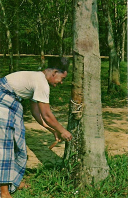 Malay Tapper, Tapping Rubber Tree (Malaya)