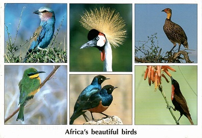 Africa’s beautiful birds