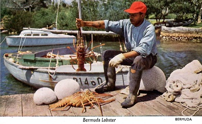 Bermuda Lobster