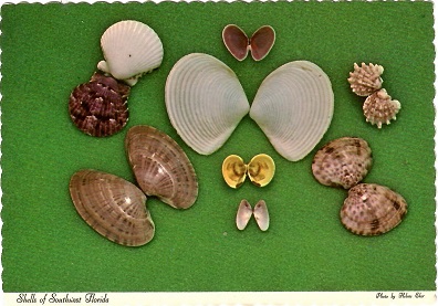 Shells of Southwest Florida (USA)