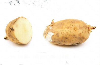 Potatoes (USA)