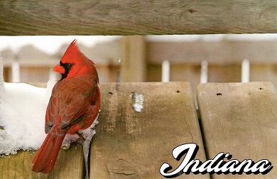 Cardinal (Indiana, USA)