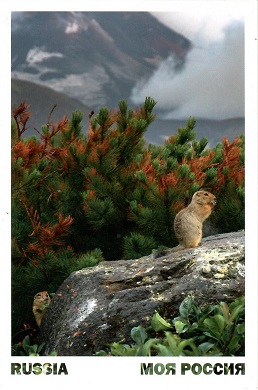 Kamchatka, gophers at Avachinsky volcano