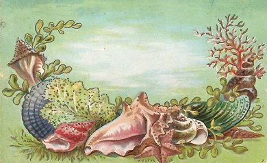 Seashells (USA)