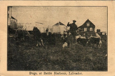 Battle Harbour Labrador, Dogs